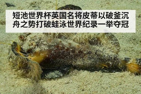 短池世界杯英国名将皮蒂以破釜沉舟之势打破蛙泳世界纪录一举夺冠